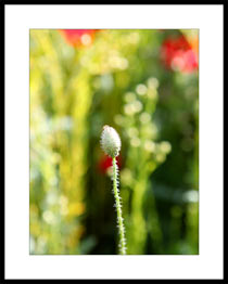 commune-image.com est un site sp�cialis� dans la vente de photographies artistiques mettant en valeur les villes de l�Orne et de la Normandie, destin�es � la d�coration int�rieure. � travers une s�lection soign�e de clich�s, la plateforme propose des visuels de qualit� qui capturent le patrimoine architectural, les paysages urbains et l�identit� locale. Chaque photographie est pens�e comme un objet d�coratif, permettant aux particuliers et aux professionnels d�embellir leurs espaces avec une touche r�gionale authentique. Le site adopte une approche r�solument commerciale en offrant des tirages adapt�s � diff�rents formats et supports, facilitant ainsi l�achat en ligne. En valorisant le patrimoine normand, commune-image.com transforme l�image locale en produit esth�tique et accessible, au service de la d�coration et de l�attachement au territoire.