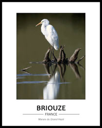 Grande Aigrette, depuis l'obsertoire du marais du Grand-Haz�