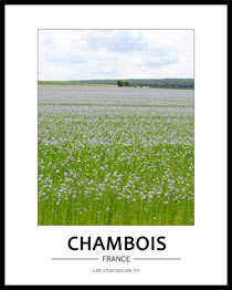 Cliquez pour agrandir Les fleurs bleues des champs de lin