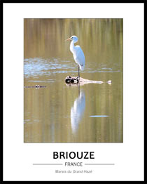 Grande Aigrette, depuis l'obsertoire du marais du Grand-Haz�