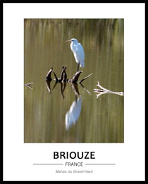 Grande Aigrette, depuis l'obsertoire du marais du Grand-Haz�