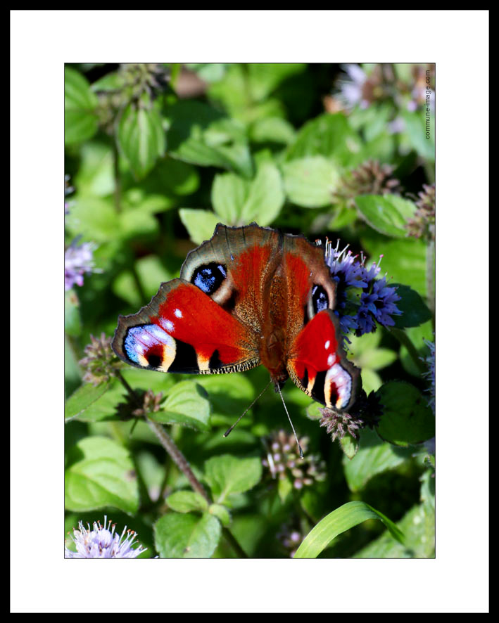 Papillon Paon-du-jour, au fil du chemin dans le marais du Grand-Haz� de Briouze