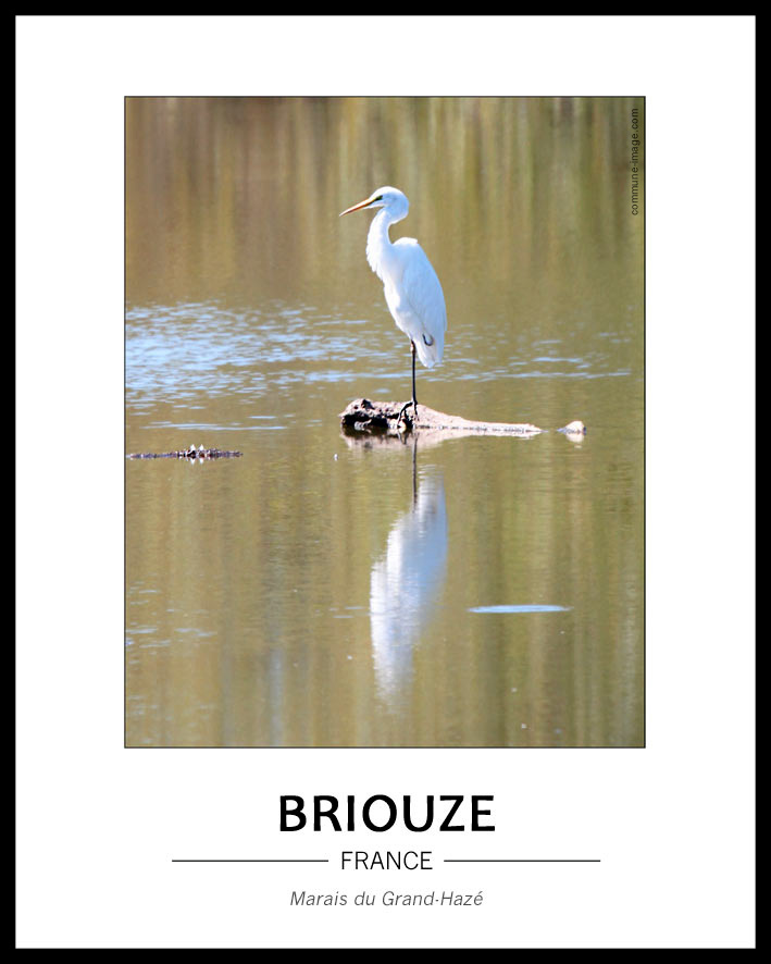 Cliquez pour agrandir Grande Aigrette, depuis l'obsertoire du marais du Grand-Hazé