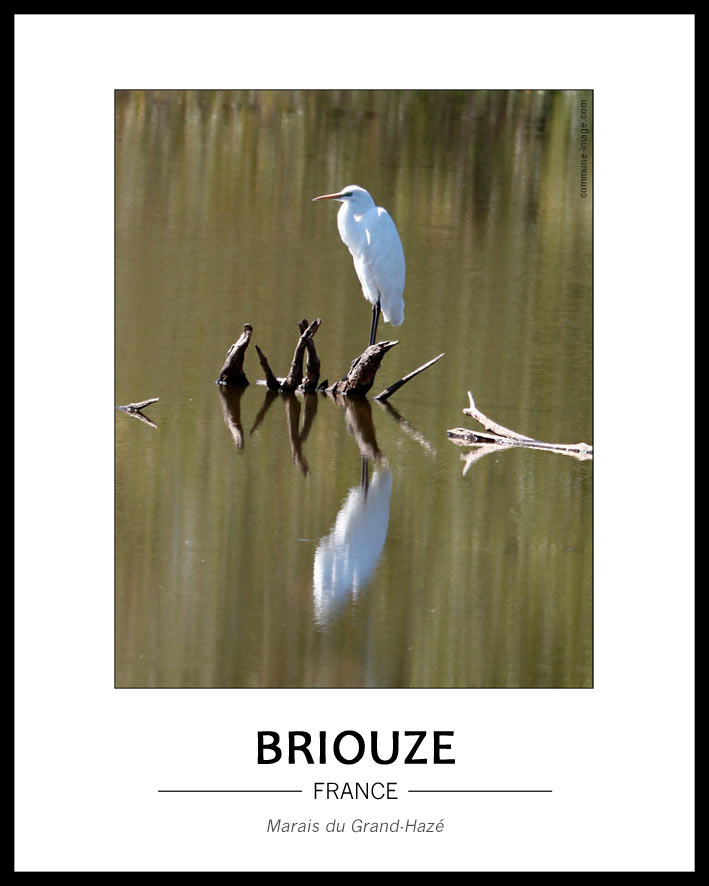 Cliquez pour agrandir Grande Aigrette, depuis l'obsertoire du marais du Grand-Hazé
