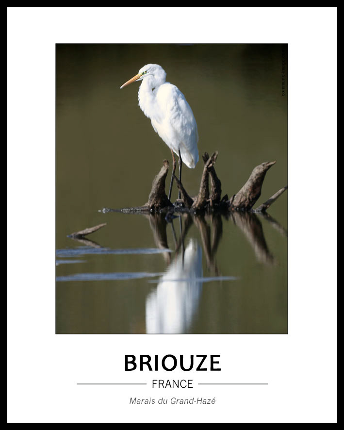 Cliquez pour agrandir Grande Aigrette, depuis l'obsertoire du marais du Grand-Hazé