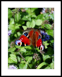 Papillon Paon-du-jour, au fil du chemin dans le marais du Grand-Haz� de Briouze