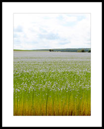 Cliquez pour agrandir Les fleurs bleues des champs de lin